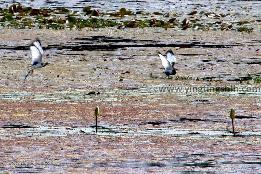 YTS_YTS_20190330_台南官田水雉生態教育園區Tainan Guantian Pheasant-tailed Jacana Habitat Education Park139_539A6934.jpg