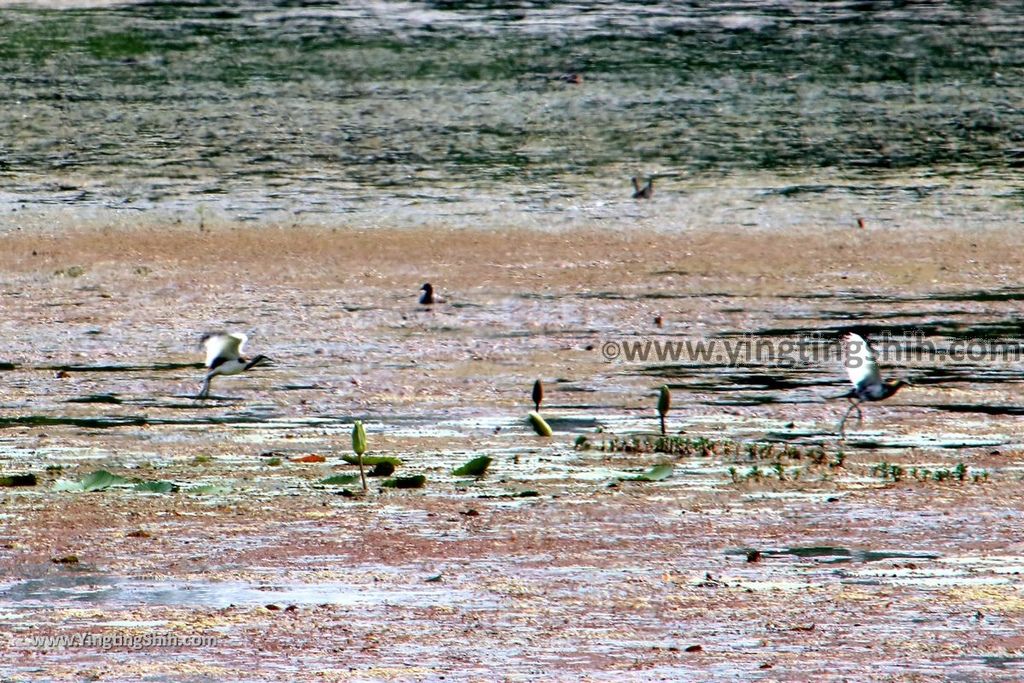 YTS_YTS_20190330_台南官田水雉生態教育園區Tainan Guantian Pheasant-tailed Jacana Habitat Education Park140_539A6942.jpg