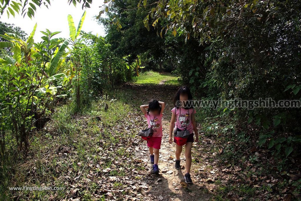 YTS_YTS_20190330_台南官田水雉生態教育園區Tainan Guantian Pheasant-tailed Jacana Habitat Education Park144_539A6973.jpg