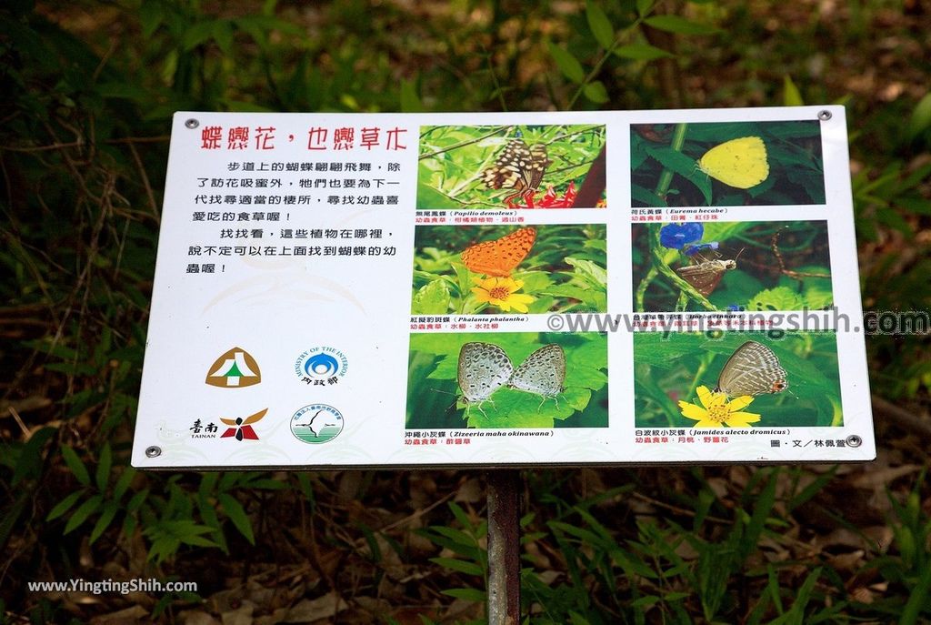 YTS_YTS_20190330_台南官田水雉生態教育園區Tainan Guantian Pheasant-tailed Jacana Habitat Education Park146_539A6975.jpg