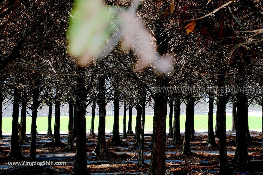 YTS_YTS_20190209_台南六甲菁埔埤溼地／落羽松森林Tainan Liujia Jingbu Wetland Park021_539A9389.jpg