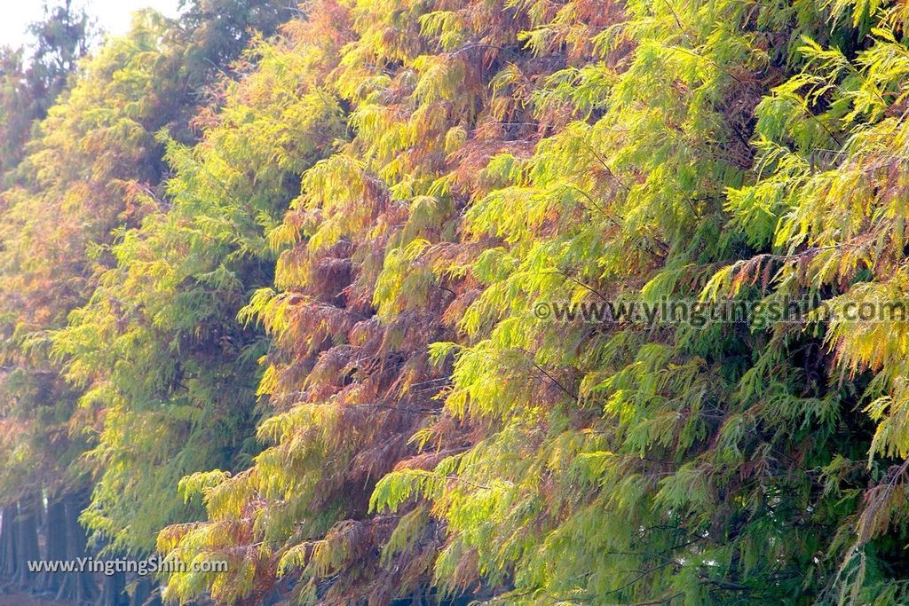 YTS_YTS_20190209_台南六甲菁埔埤溼地／落羽松森林Tainan Liujia Jingbu Wetland Park028_539A9372.jpg