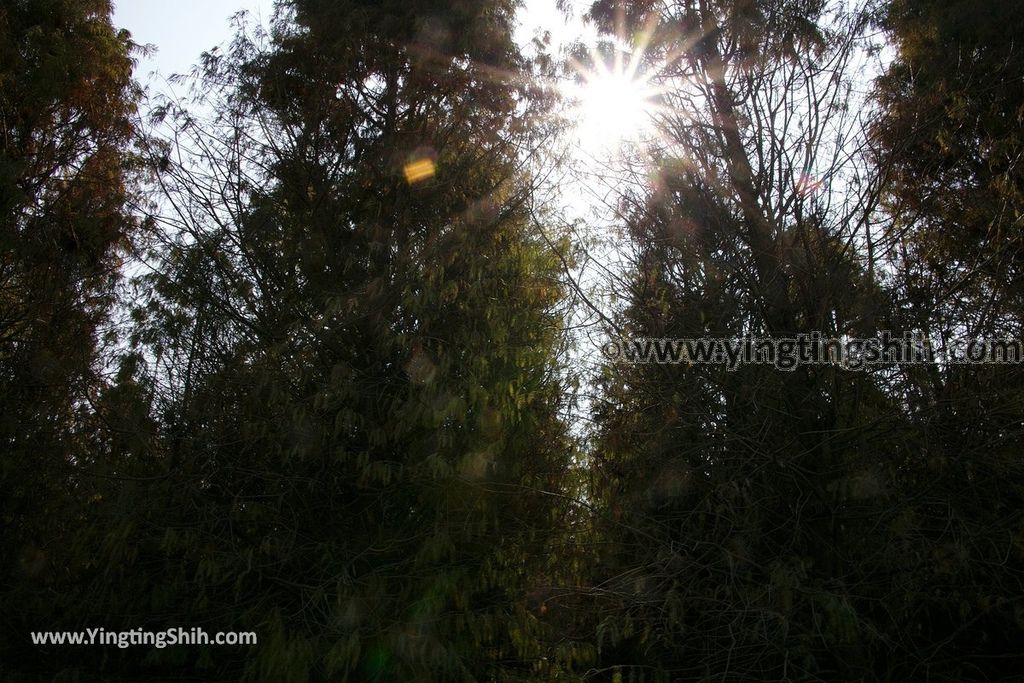 YTS_YTS_20190209_台南六甲菁埔埤溼地／落羽松森林Tainan Liujia Jingbu Wetland Park031_539A9399.jpg