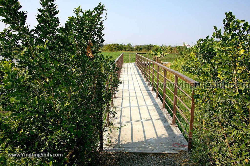 YTS_YTS_20190209_台南六甲菁埔埤溼地／落羽松森林Tainan Liujia Jingbu Wetland Park068_539A9549.jpg