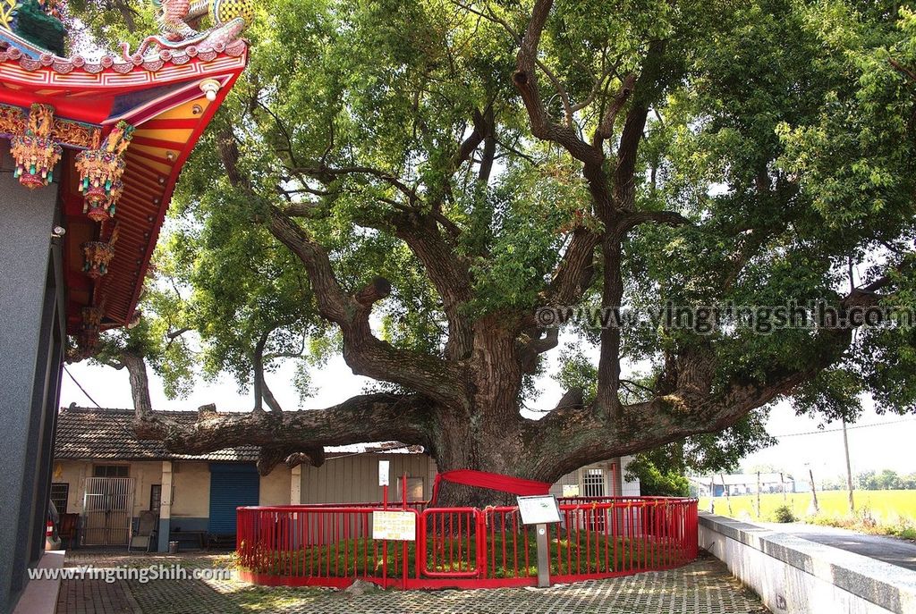 YTS_YTS_20190331_雲林莿桐東興宮三百年老樟樹Yunlin Citong Three Hundred Years Old Camphor Tree008_539A7769.jpg