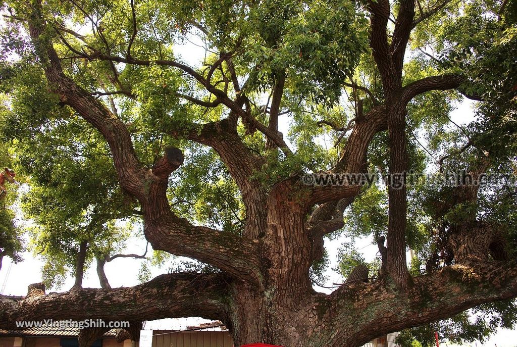 YTS_YTS_20190331_雲林莿桐東興宮三百年老樟樹Yunlin Citong Three Hundred Years Old Camphor Tree012_539A7773.jpg
