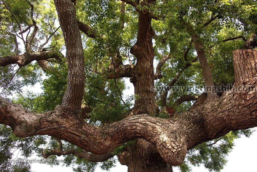 YTS_YTS_20190331_雲林莿桐東興宮三百年老樟樹Yunlin Citong Three Hundred Years Old Camphor Tree013_539A7791.jpg