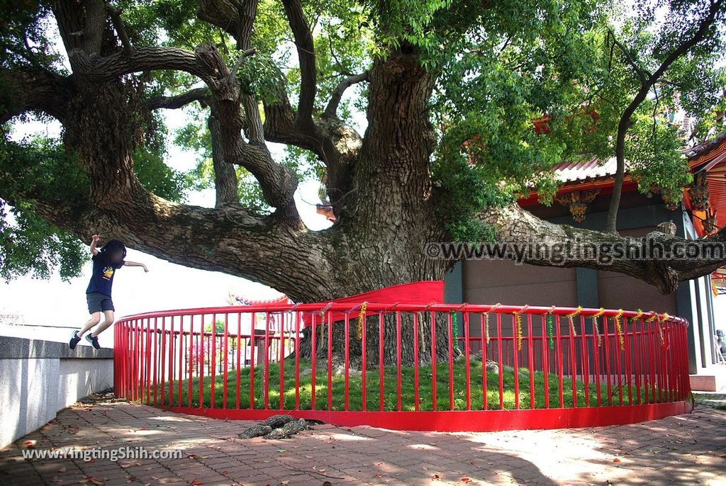 YTS_YTS_20190331_雲林莿桐東興宮三百年老樟樹Yunlin Citong Three Hundred Years Old Camphor Tree017_539A7808.jpg