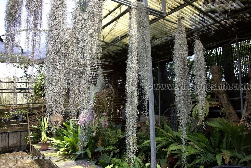 YTS_YTS_20190406_台南山上蘭科植物園Tainan Shanshang Orchidaceae Botanical Garden022_539A9982.jpg