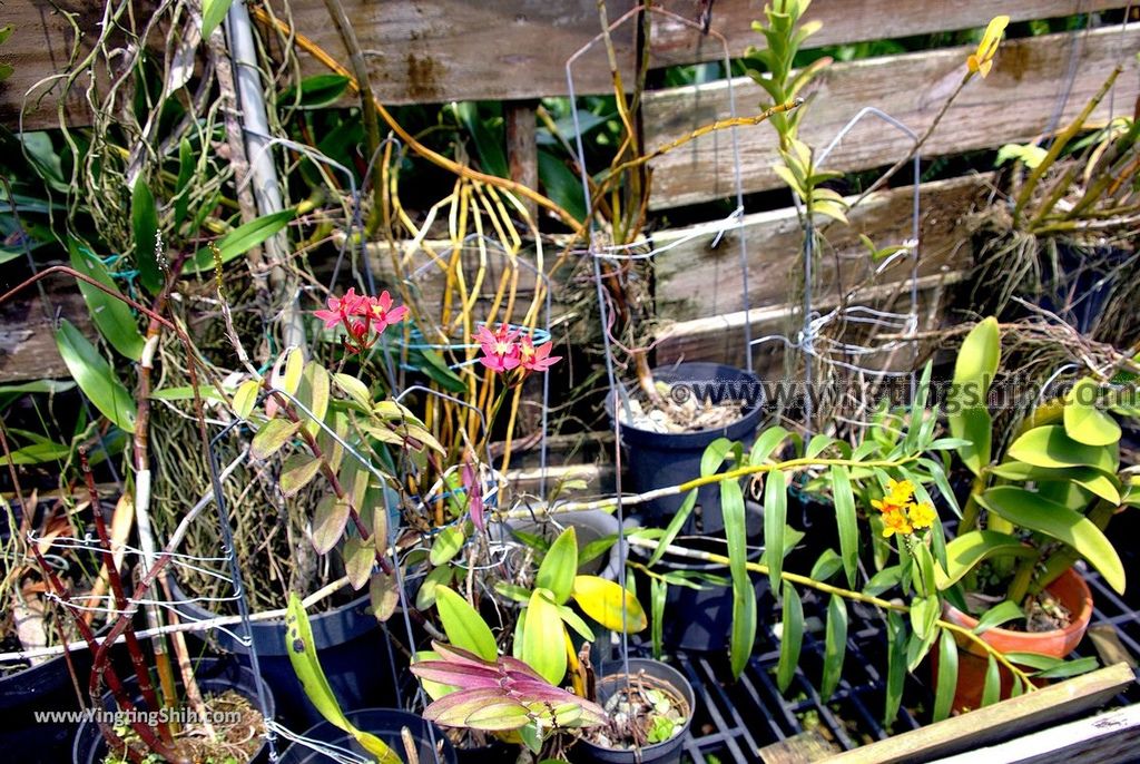 YTS_YTS_20190406_台南山上蘭科植物園Tainan Shanshang Orchidaceae Botanical Garden033_539A0007.jpg