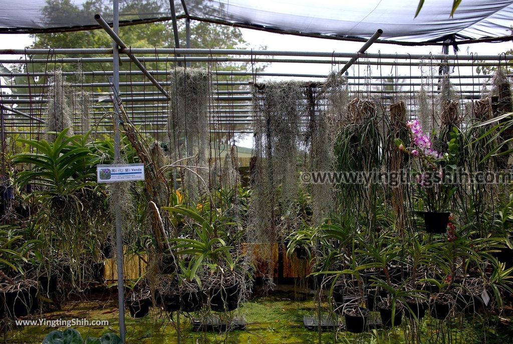 YTS_YTS_20190406_台南山上蘭科植物園Tainan Shanshang Orchidaceae Botanical Garden039_539A0020.jpg