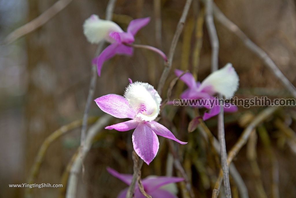YTS_YTS_20190406_台南山上蘭科植物園Tainan Shanshang Orchidaceae Botanical Garden063_539A0059.jpg