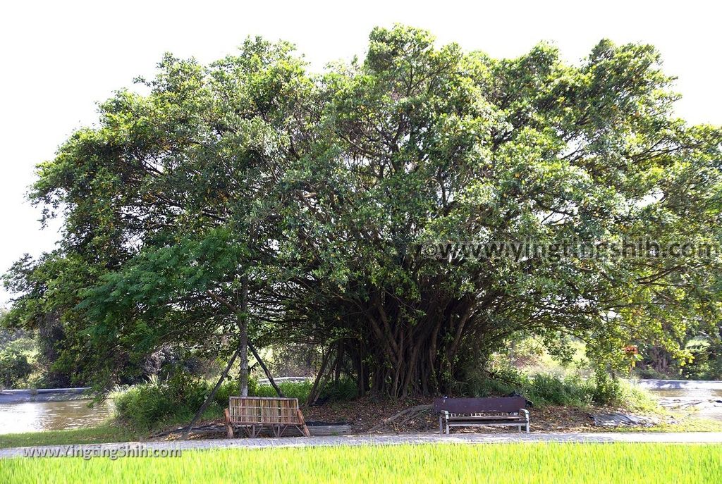 YTS_YTS_20190406_台南官田菱角村葫蘆埤自然公園／凌波吊橋Tainan Guantian Hulupi Natural Park069_539A0228.jpg