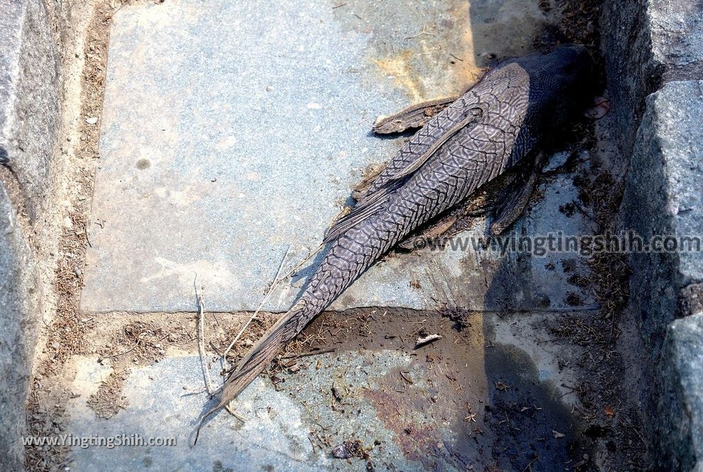 YTS_YTS_20190406_台南官田菱角村葫蘆埤自然公園／凌波吊橋Tainan Guantian Hulupi Natural Park121_539A0327.jpg