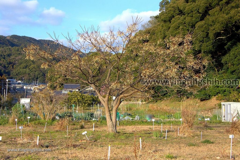 YTS_YTS_20190121_日本九州福岡清水山觀世音寺／日吉神社／僧正玄昉の墓Japan Kyushu Fukuoka Kanzeonji093_3A5A2520.jpg