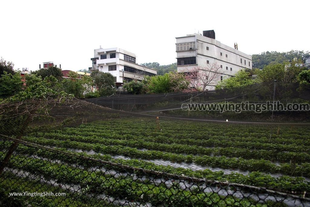 YTS_YTS_20190407_桃園龍潭大平紅橋／歷史建築百景／清水坑溪Taoyuan Longtan Daping Red Bridge062_539A1258.jpg