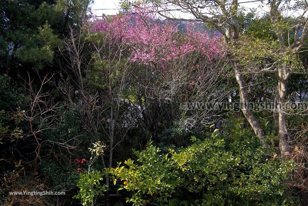 YTS_YTS_20190125_日本九州鹿兒島指宿薩摩國一之宮枚聞神社Japan Kagoshima Ibusuki Hiraki Ki Shrine004_3A5A6185.jpg