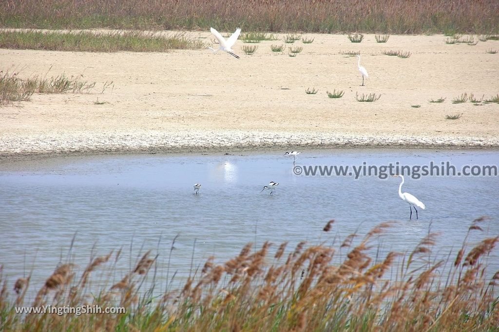 YTS_YTS_20190405_高雄茄萣茄萣濕地公園／竹滬鹽灘鹽警槍樓Kaohsiung Jiading Wetlands059_539A8594.jpg