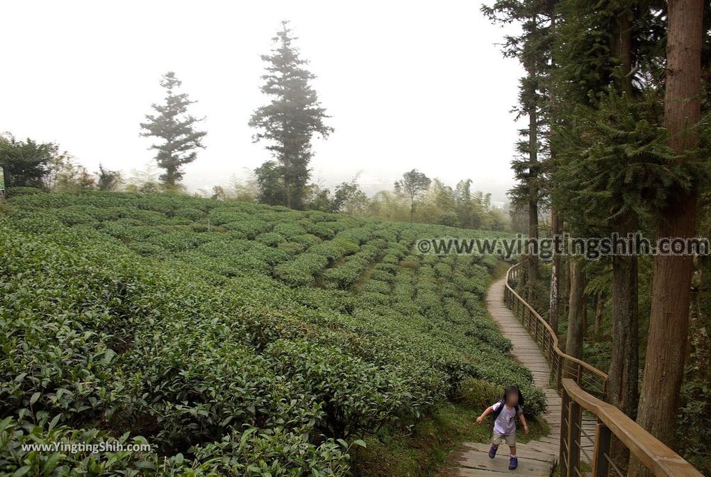 YTS_YTS_20190413_嘉義梅山雲之南道／孝子路步道Chiayi Meishan South Of The Cloud Trail041_539A1950.jpg