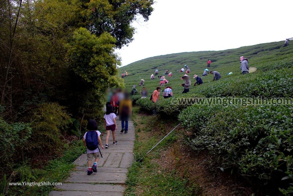 YTS_YTS_20190413_嘉義梅山雲之南道／孝子路步道Chiayi Meishan South Of The Cloud Trail070_539A2055.jpg