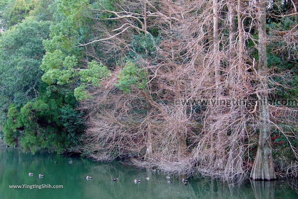 YTS_YTS_20190129_日本九州宮崎縣立平和台公園／攀岩溜滑梯Japan Kyushu Miyazaki Heiwadai Park058_3A5A5378.jpg