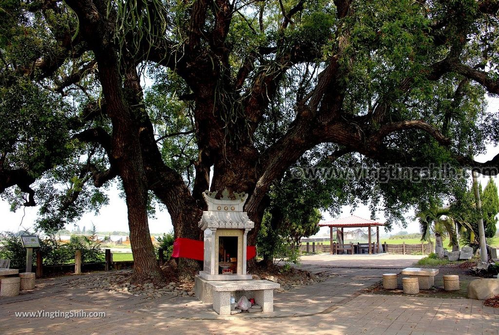 YTS_YTS_20190331_雲林莿桐六合村新庄路250年老樟樹石敢當Yunlin Citong Two Hundred And Fifty Years Old Camphor Tree005_539A7905.jpg