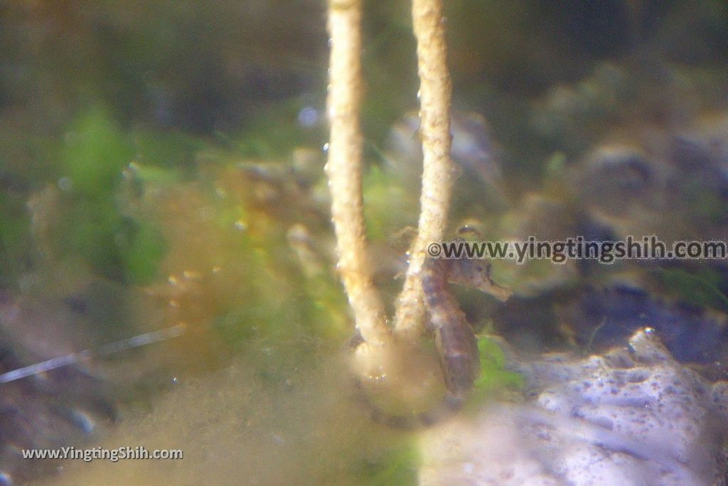 YTS_YTS_20190125_日本九州鹿兒島番所鼻自然公園／海馬的家Japan Kagoshima Bandokorobana Natural Park／Seahorse House071_3A5A8156.jpg