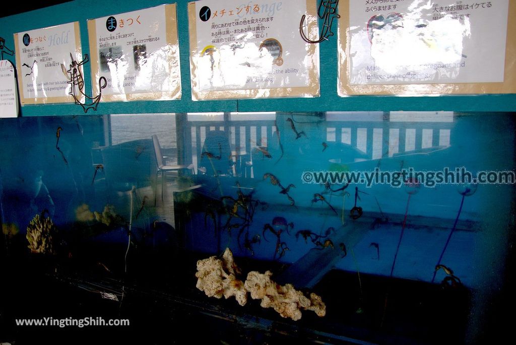 YTS_YTS_20190125_日本九州鹿兒島番所鼻自然公園／海馬的家Japan Kagoshima Bandokorobana Natural Park／Seahorse House098_3A5A8351.jpg