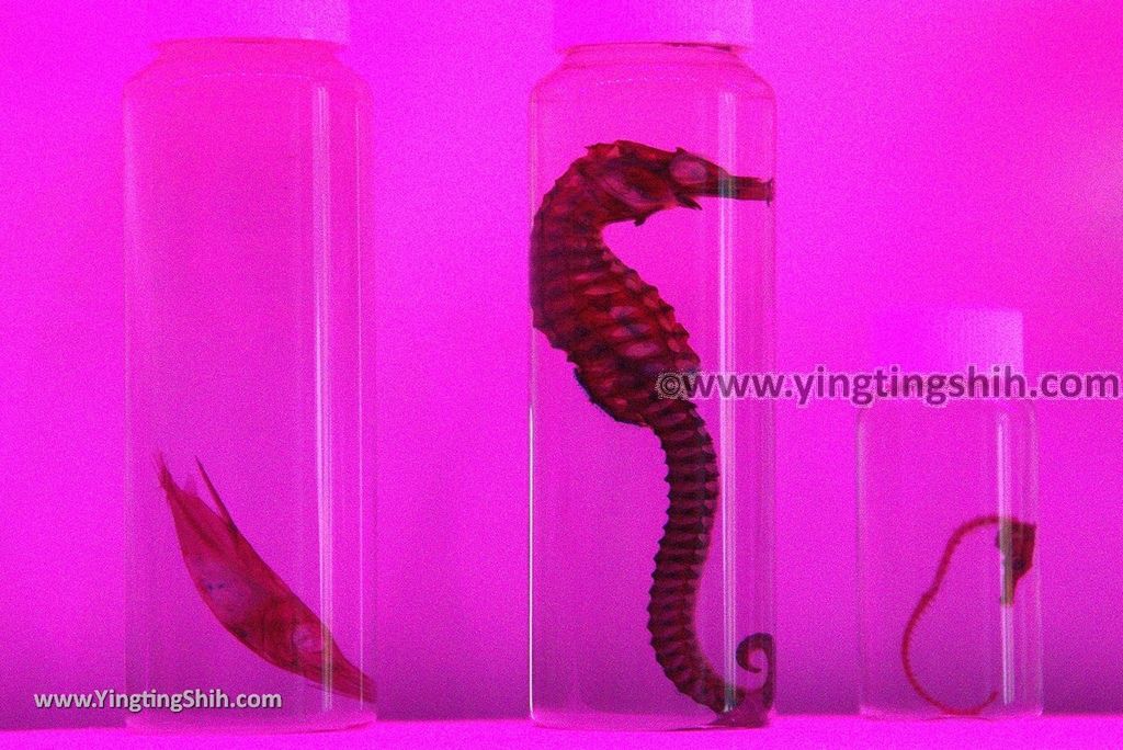 YTS_YTS_20190125_日本九州鹿兒島番所鼻自然公園／海馬的家Japan Kagoshima Bandokorobana Natural Park／Seahorse House113_3A5A8386.jpg