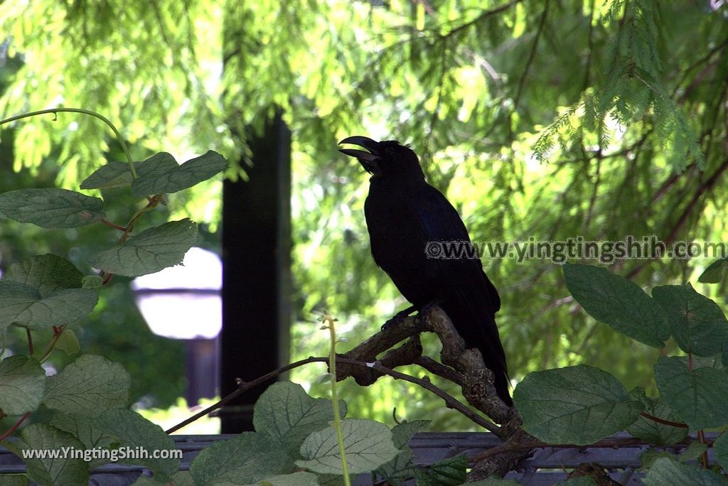 YTS_YTS_20180722_日本關西大阪百舌鳥古墳群／世界三大墳墓／大仙公園Japan Kansai Osaka Mozu Tombs／Daisen Park136_3A5A8922.jpg