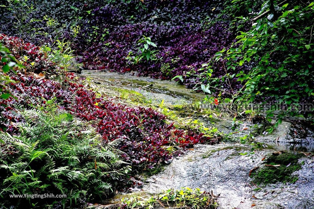 YTS_YTS_20190427_台中潭子新田登山步道／許願池／觀鷹台Taichung Tanzi Xintian Hiking Trail024_539A5558.jpg