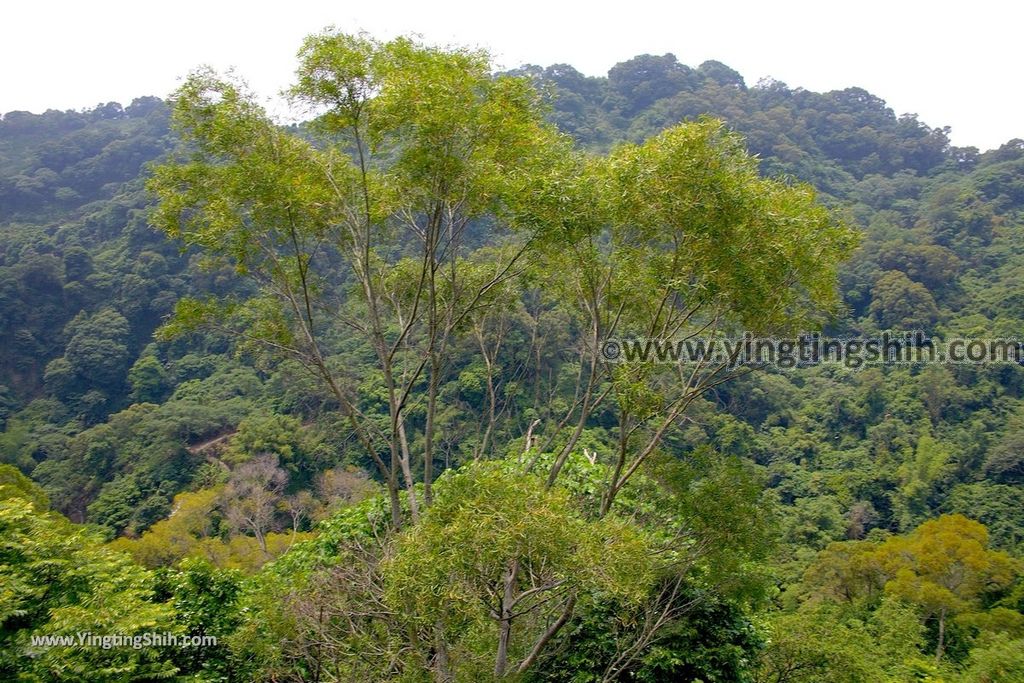 YTS_YTS_20190427_台中潭子新田登山步道／許願池／觀鷹台Taichung Tanzi Xintian Hiking Trail144_539A5762.jpg