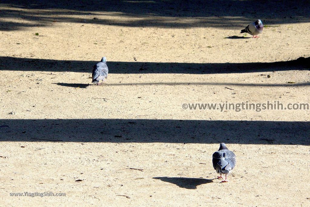 YTS_YTS_20190121_日本九州福岡筑前國一之宮住吉神社Japan Kyushu Fukuoka Sumiyoshi Shrine051_3A5A6490.jpg