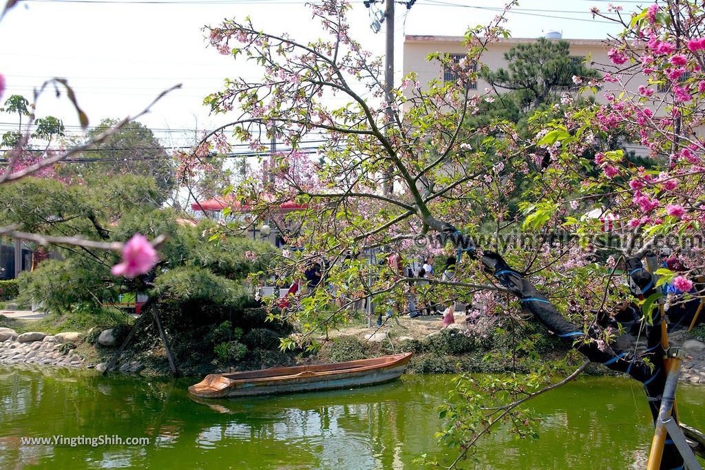 YTS_YTS_20190301_台中烏日彰化芬園花卉生產休憩園區／櫻花園區Taichung Wuri Cherry Blossom Park028_539A4792.jpg