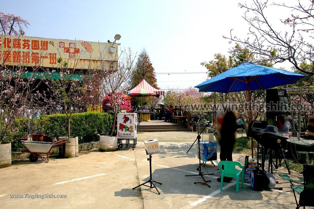 YTS_YTS_20190301_台中烏日彰化芬園花卉生產休憩園區／櫻花園區Taichung Wuri Cherry Blossom Park035_539A4829.jpg