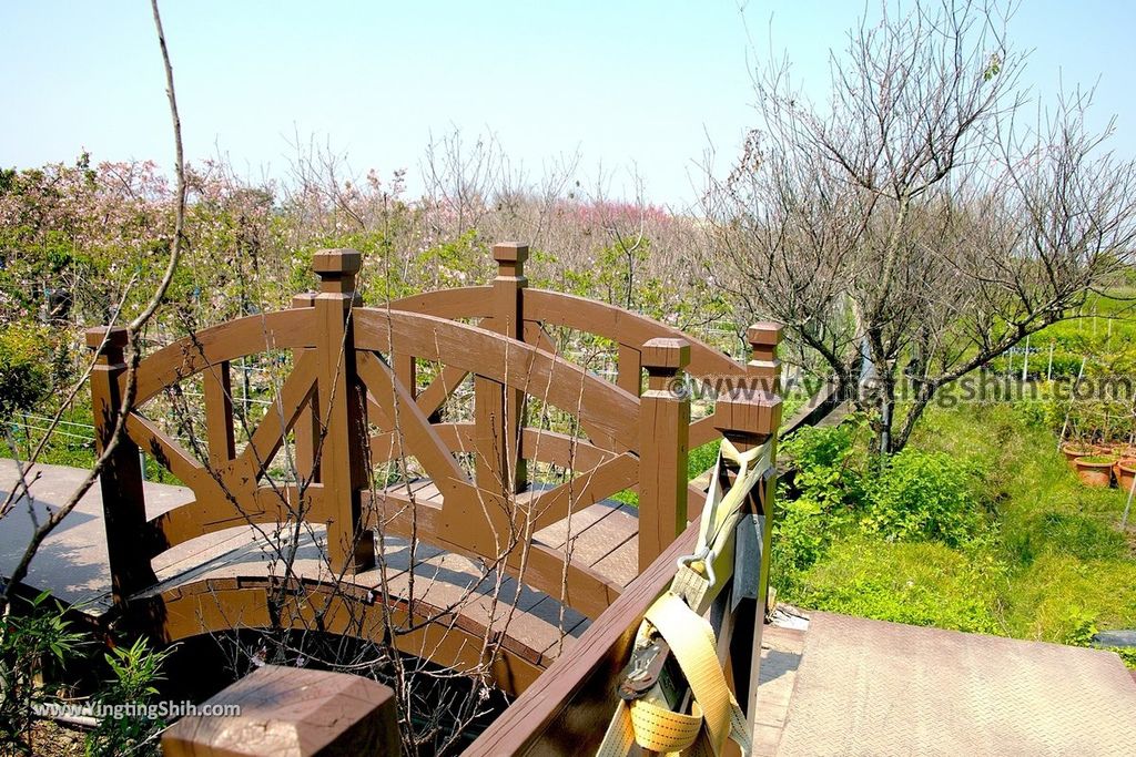 YTS_YTS_20190301_台中烏日彰化芬園花卉生產休憩園區／櫻花園區Taichung Wuri Cherry Blossom Park043_539A4837.jpg