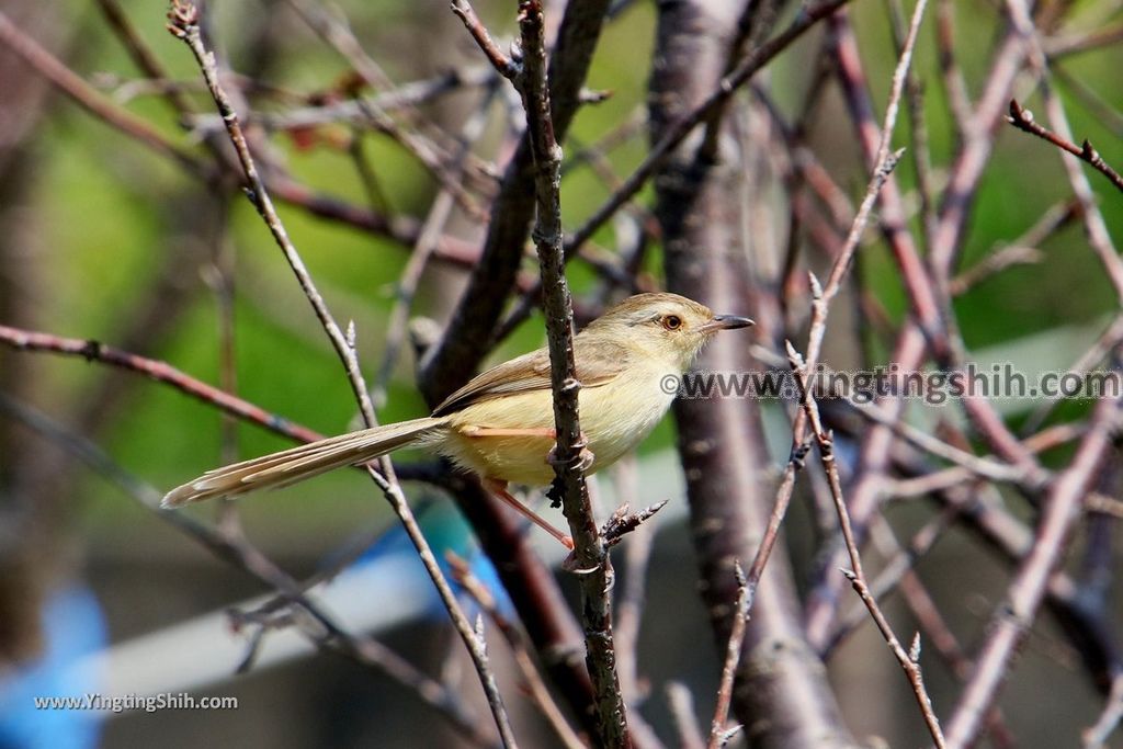 YTS_YTS_20190301_台中烏日彰化芬園花卉生產休憩園區／櫻花園區Taichung Wuri Cherry Blossom Park051_539A4876.jpg