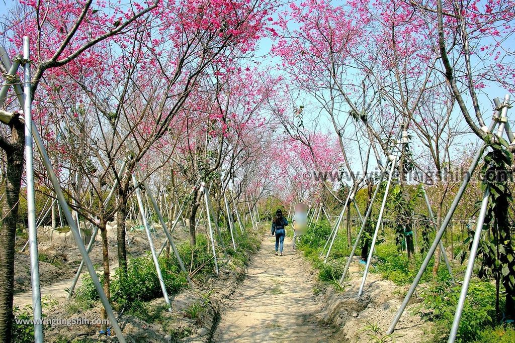 YTS_YTS_20190301_台中烏日彰化芬園花卉生產休憩園區／櫻花園區Taichung Wuri Cherry Blossom Park052_539A4903.jpg