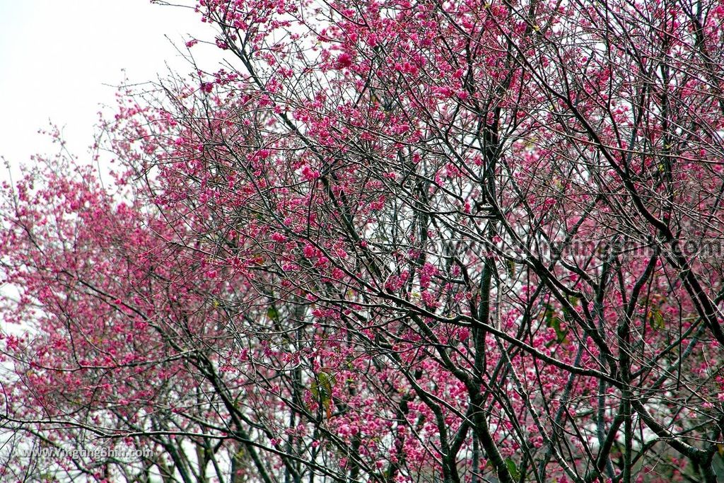 YTS_YTS_20190301_台中烏日彰化芬園花卉生產休憩園區／櫻花園區Taichung Wuri Cherry Blossom Park054_539A4934.jpg