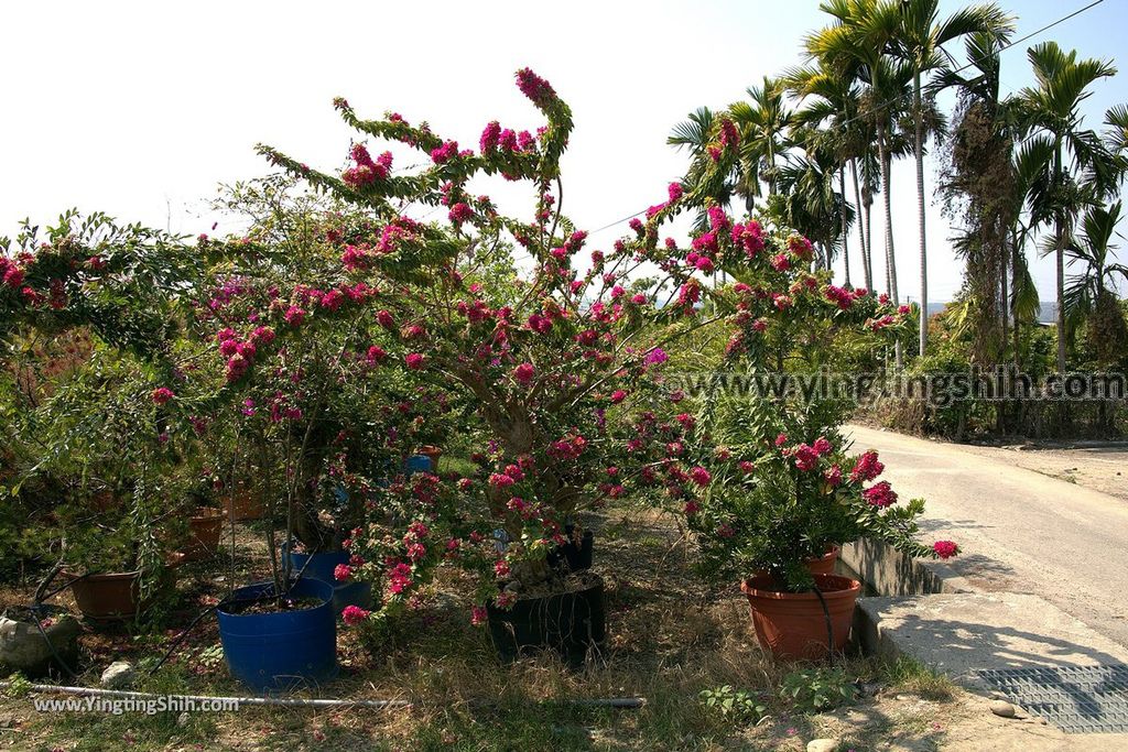 YTS_YTS_20190301_台中烏日彰化芬園花卉生產休憩園區／櫻花園區Taichung Wuri Cherry Blossom Park056_539A4928.jpg