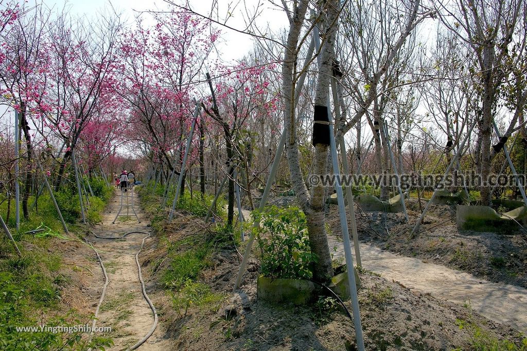 YTS_YTS_20190301_台中烏日彰化芬園花卉生產休憩園區／櫻花園區Taichung Wuri Cherry Blossom Park059_539A4942.jpg