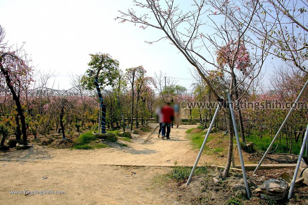 YTS_YTS_20190301_台中烏日彰化芬園花卉生產休憩園區／櫻花園區Taichung Wuri Cherry Blossom Park062_539A4966.jpg