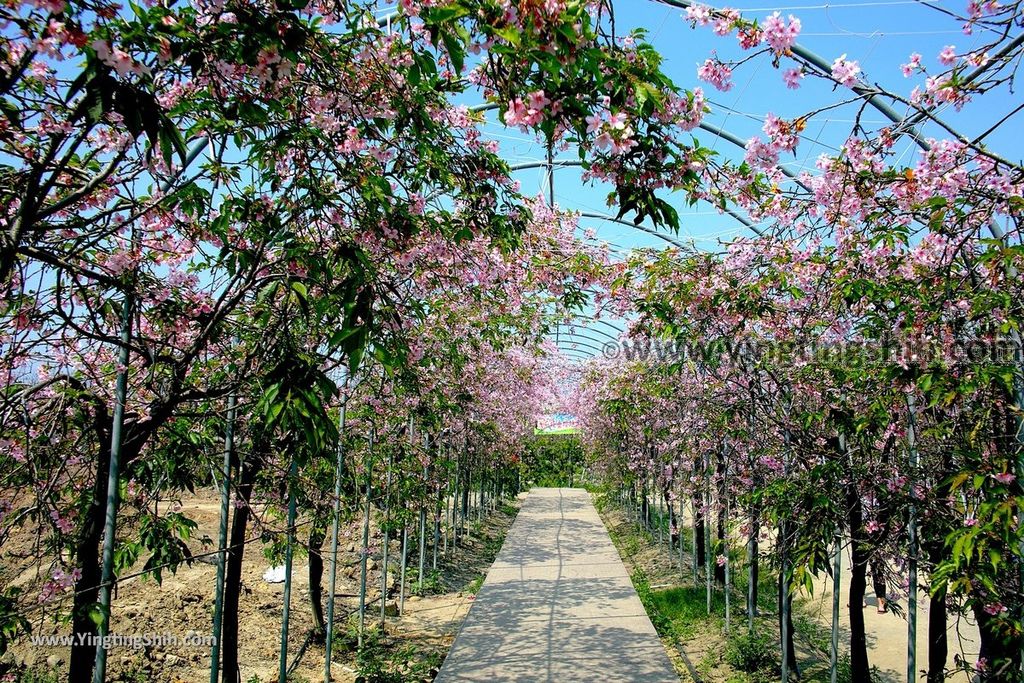 YTS_YTS_20190301_台中烏日彰化芬園花卉生產休憩園區／櫻花園區Taichung Wuri Cherry Blossom Park067_539A5053.jpg