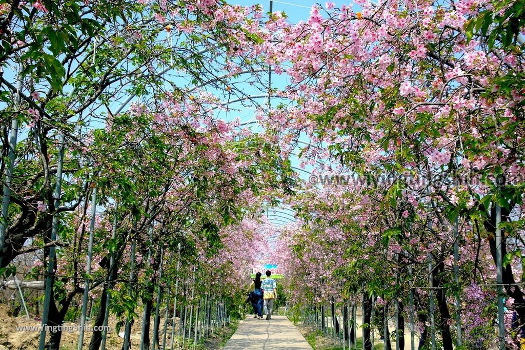 YTS_YTS_20190301_台中烏日彰化芬園花卉生產休憩園區／櫻花園區Taichung Wuri Cherry Blossom Park068_539A4980.jpg