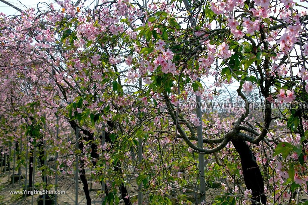 YTS_YTS_20190301_台中烏日彰化芬園花卉生產休憩園區／櫻花園區Taichung Wuri Cherry Blossom Park071_539A4996.jpg