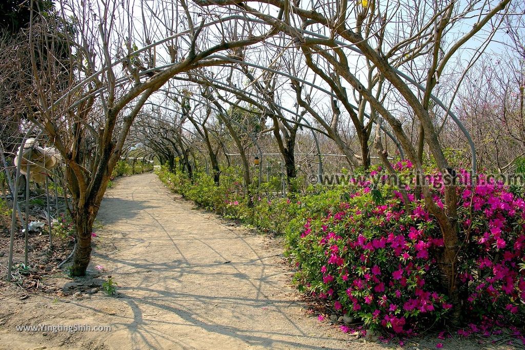 YTS_YTS_20190301_台中烏日彰化芬園花卉生產休憩園區／櫻花園區Taichung Wuri Cherry Blossom Park072_539A5067.jpg