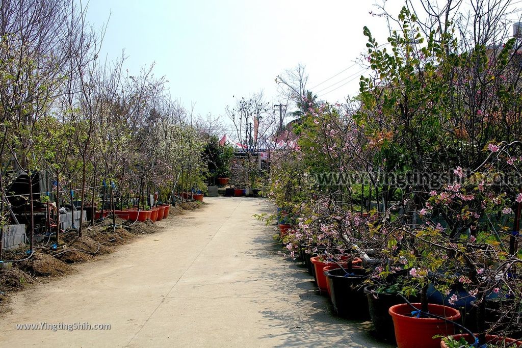 YTS_YTS_20190301_台中烏日彰化芬園花卉生產休憩園區／櫻花園區Taichung Wuri Cherry Blossom Park085_539A5102.jpg