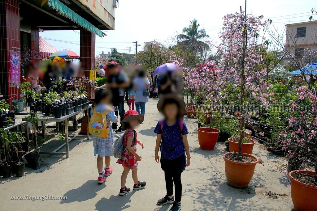 YTS_YTS_20190301_台中烏日彰化芬園花卉生產休憩園區／櫻花園區Taichung Wuri Cherry Blossom Park088_539A5110.jpg