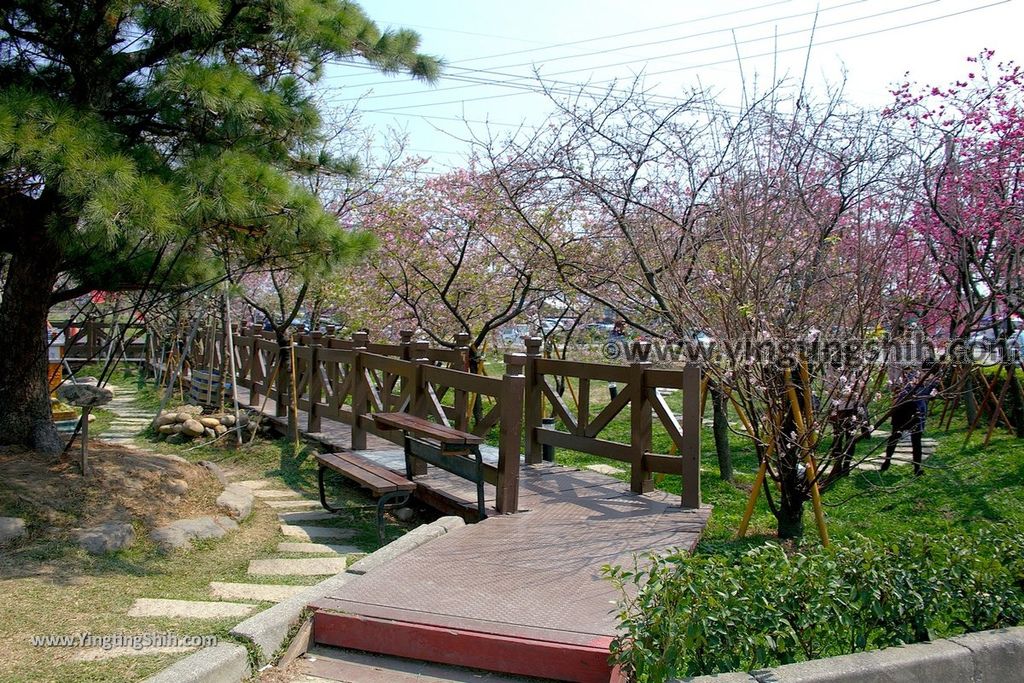 YTS_YTS_20190301_台中烏日彰化芬園花卉生產休憩園區／櫻花園區Taichung Wuri Cherry Blossom Park089_539A5115.jpg