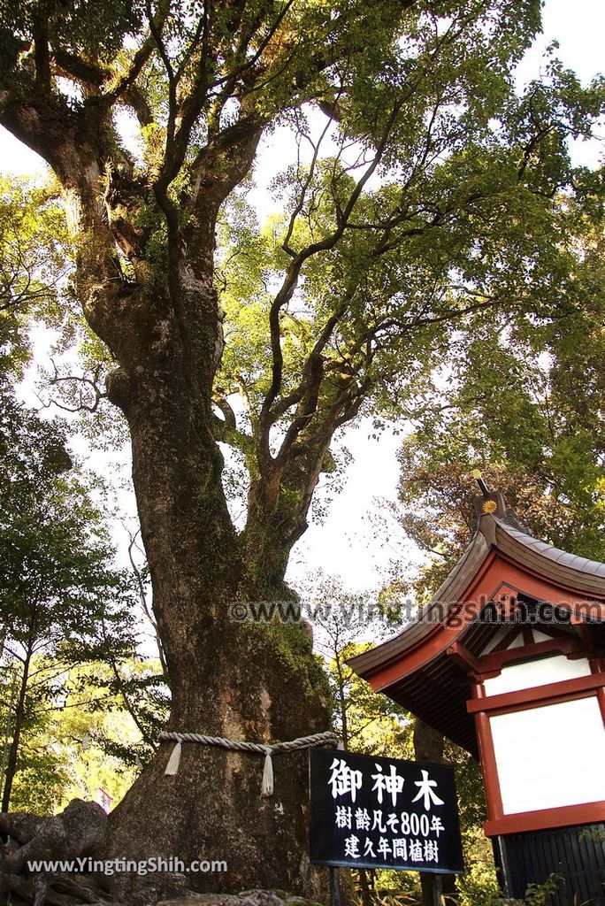 YTS_YTS_20190127_日本九州鹿兒島大隅國一之宮鹿児島神宮Japan Kyushu Kagoshima Kagoshima Shrine055_3A5A5751.jpg